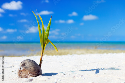 Photo: Coconut sprout Coconut sprout