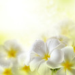 Bouquet of plumeria flowers