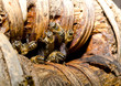 beehive entry, sunshine