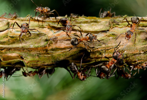 Photo: branch with aggressive red wood ants branch with aggressive red wood ants