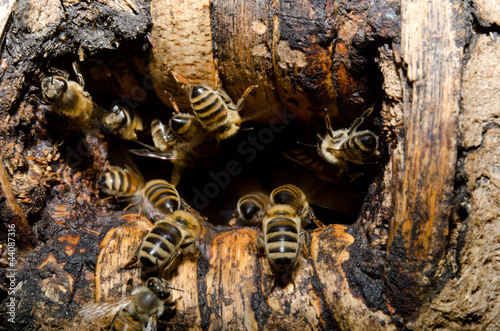 Photo: bees coming home, hive bees coming home, hive
