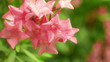Pink oleander flowers wiggling under the wind
