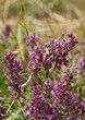 Wilder Thymian