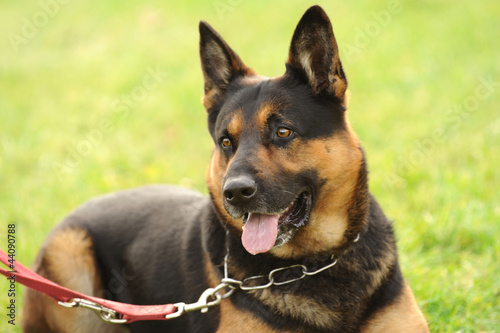 Photo: Schäferhund 1 Schäferhund 1