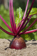 Foto: Rote Rübe Rote Rübe