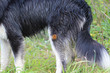 Klette am Hund