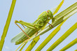 Large grasshopper, eating grass
