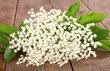 Holunderblüte