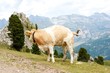 Mucca