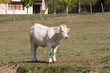 Foto: Vaca en prado Vaca en prado
