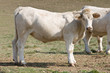 Foto: Vaca de perfil mirando de frente Vaca de perfil mirando de frente