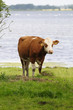 jerseyrind 55