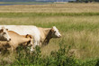 jerseyrind 90