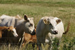 jerseyrind 94