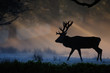 Rotwild, Rothirsch Brunft, Morgennebel,  Herbst
