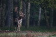 Damwild, Damhirsch, Schaufler,  Brunft, Herbst