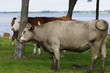 jerseyrind 69