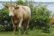 jerseyrind 72