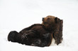 Foto: Europaeischer Braunbaer Europaeischer Braunbaer