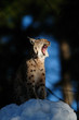 Europaeischer Luchs, Winter