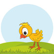chicken