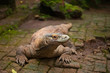 Huge dragon of Komodo