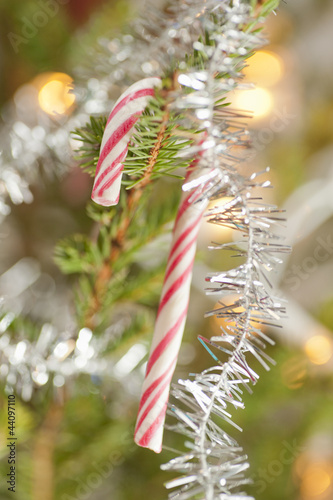 Photo: Candy cane in a christmas tree Candy cane in a christmas tree