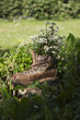 wanderschuh edelweiß