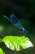 Calopteryx virgo