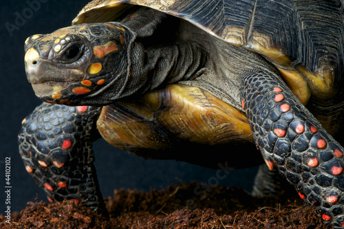 Photo: Red-footed tortoise / Chelonoidis carbonaria Red-footed tortoise / Chelonoidis carbonaria
