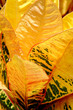Photo: Croton Petra Tropical Plant Croton Petra Tropical Plant