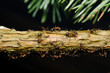 red wood ants on fir branch with aphids