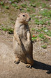 Prairie Dog Sitting Alone