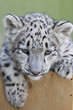 Snow leopard baby, Irbis