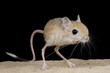 Photo: Jerboa / Jaculus jaculus Jerboa / Jaculus jaculus