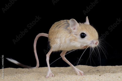 Photo: Jerboa / Jaculus jaculus Jerboa / Jaculus jaculus