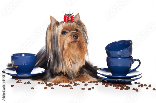 Photo: Yorkshire terrier dog on white background Yorkshire terrier dog on white background
