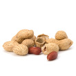 Peanut