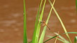dragonfly on grass leaf near river