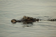 American Alligator