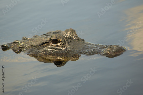 Photo: American Alligator American Alligator