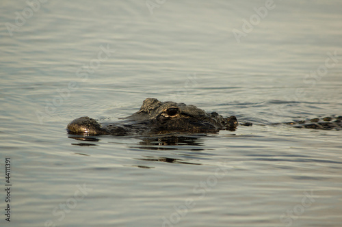 Photo: American Alligator American Alligator