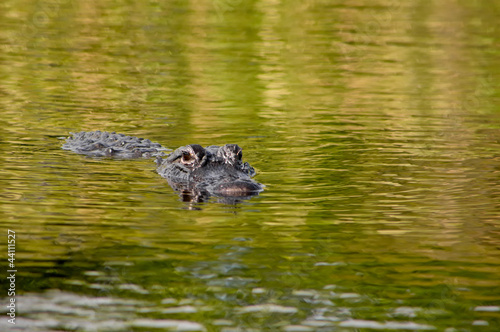 Photo: American Alligator American Alligator