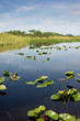 Florida Everglades