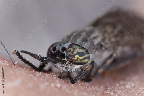 Foto: Common horsefly, haematopota pluvialis sucking blood Common horsefly, haematopota pluvialis sucking blood