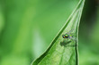 Green Long-Legged Fly on a Leaf
