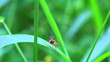 Video: fruit fly flying from a green grass fruit fly flying from a green grass
