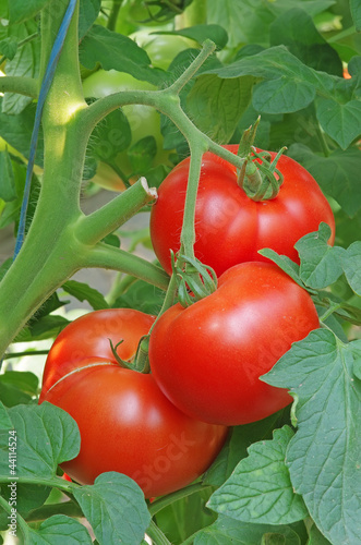 Photo: Red tomatoes Red tomatoes