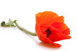 Foto: Poppies Poppies