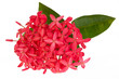Photo: Pink Ixora flower isolated on white background Pink Ixora flower isolated on white background